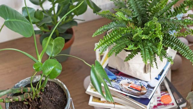Garden Secrets: Unconventional Tips for Thriving Plants