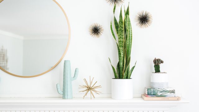 Unlocking IKEA's Hidden Gem: The Plant Section You Can't Miss