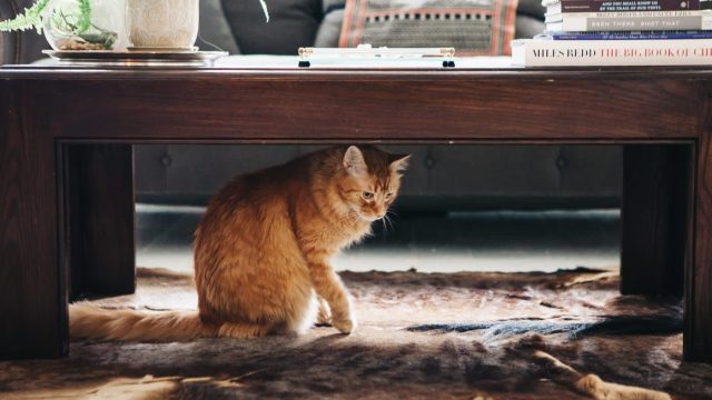 Revolutionize Your Home with Stylish Litter Box Solutions