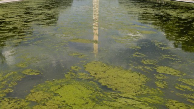 The Reflecting Pool Debacle: A Symbol of Environmental Oversight