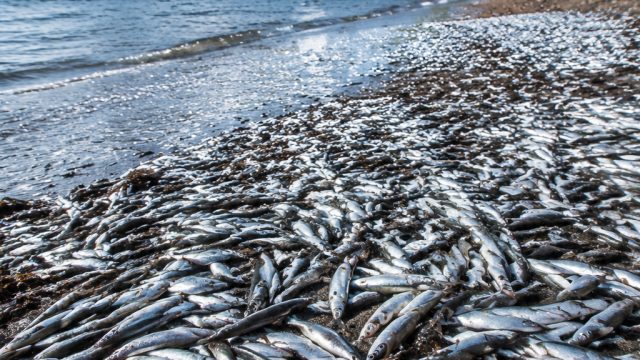 The Summer Influx of Capelin at Middle C